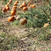 2009-10-11 (055)